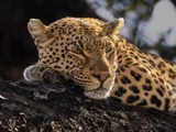 Vumbura Leopard Vumbura Leopard